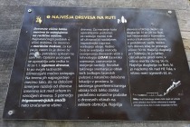 Pri Štiblerju je nekaj največjih dreves na Ruti, visokih preko 50 m title=