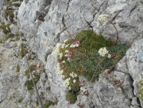 Cvetje ob poti title=
