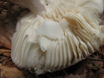 Detalj lističev ene izmed golobic (Russula sp.). Pri vseh ostalih vrstah golobic se lističi že ob rahlem dotiku lomijo. title=