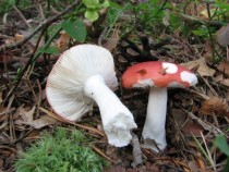 Vse strupene in neužitne vrste golobic imajo izrazit pekoč okus. Na sliki je strupena bljuvna golobica (Russula emetica). title=