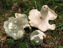 Užitna in zelo cenjena zelenkasta golobica (Russula virescens) z značilnim zelenkastim in vedno razpokanim klobukom. title=