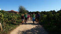 Med vinogradi Vrbnika title=