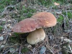 Borov goban (Boletus pinophilus) title=