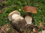 Jesenski gobana (Boletus edulis) title=