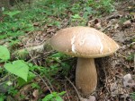 Poletni goban (Boletus reticulatus) title=