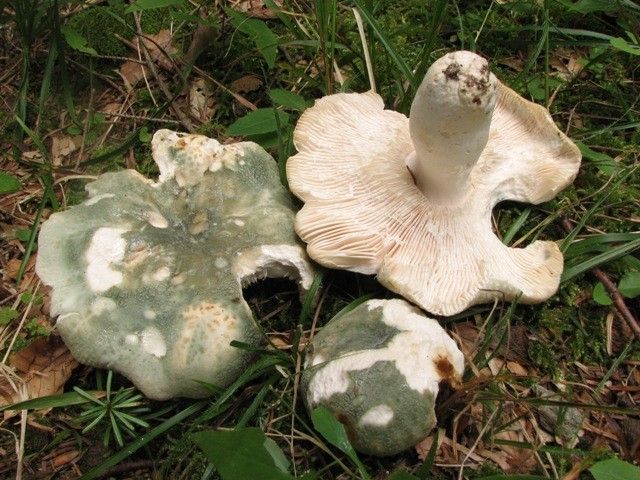 Užitna in zelo cenjena zelenkasta golobica (Russula virescens) z značilnim zelenkastim in vedno razpokanim klobukom.